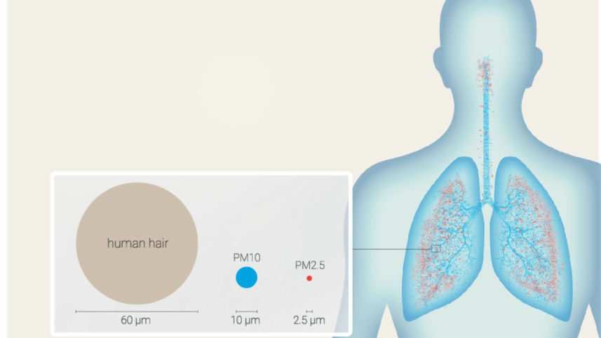 lung.jpg