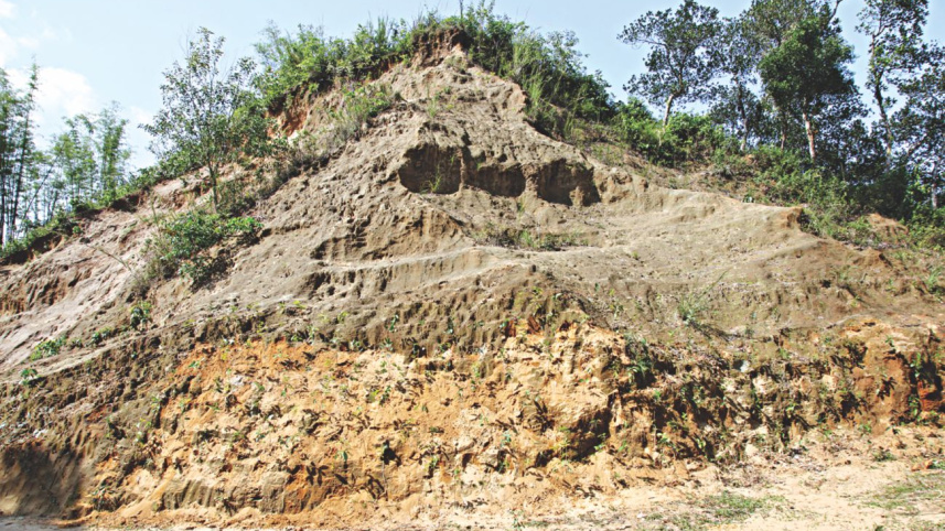 malnichhara_tea_garden_2.jpg
