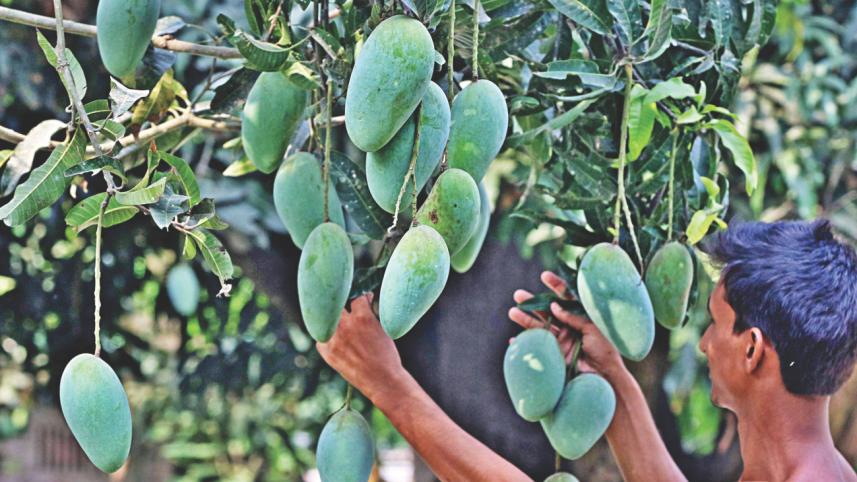 Mango 2.jpg