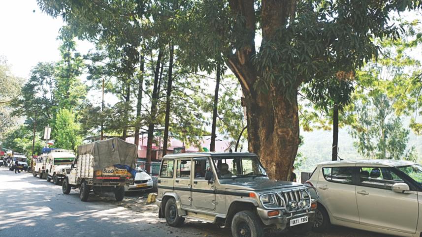 mango tree.jpg
