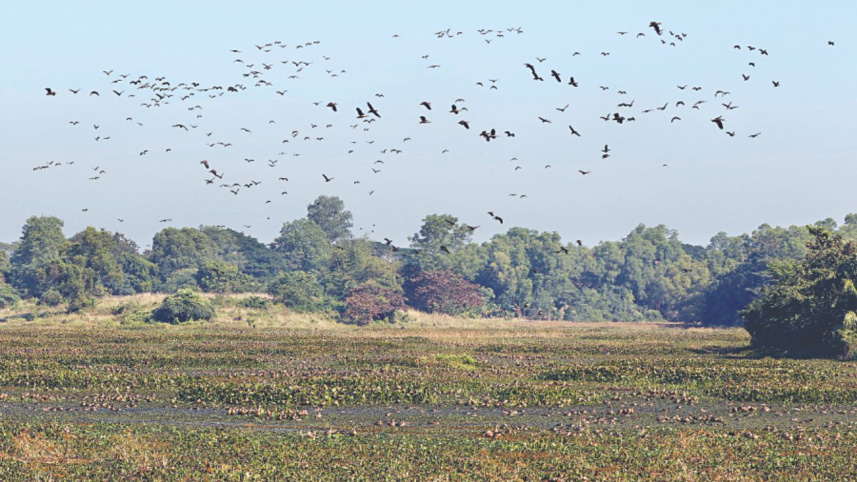 migrant_birds_2.jpg