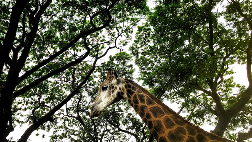 mirpur_zoo_2.jpg