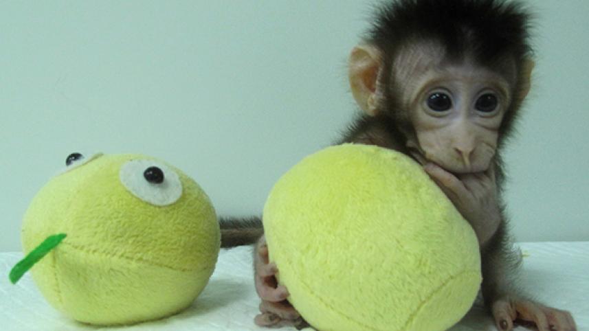 monkey-2_0.jpg