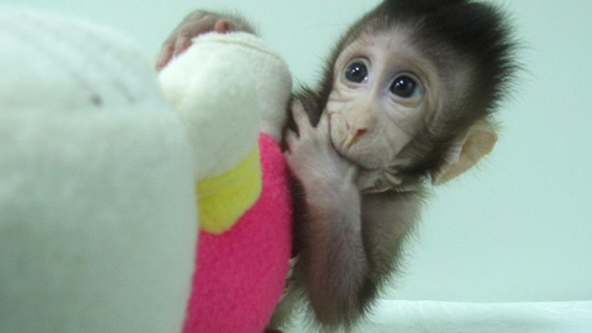 monkey-3.jpg