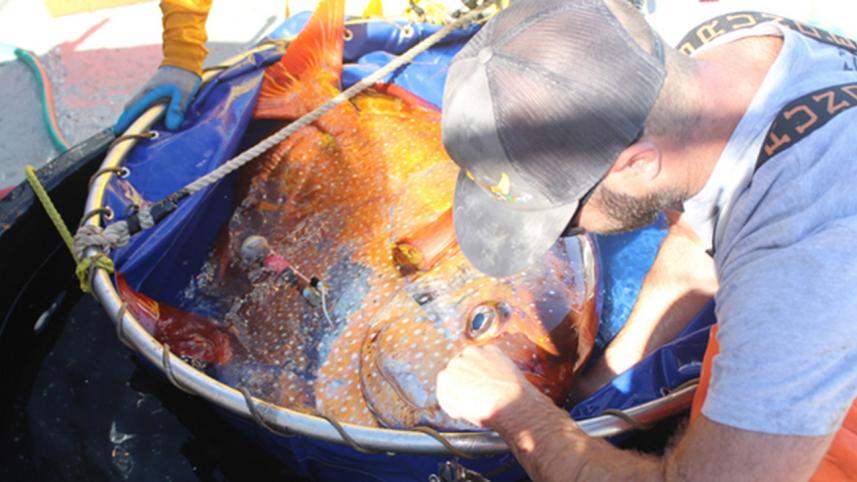 moonfish.jpg