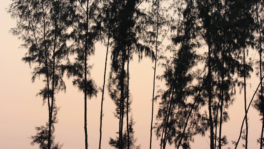 muktadir-mahfuj-jamee-pic-3.png