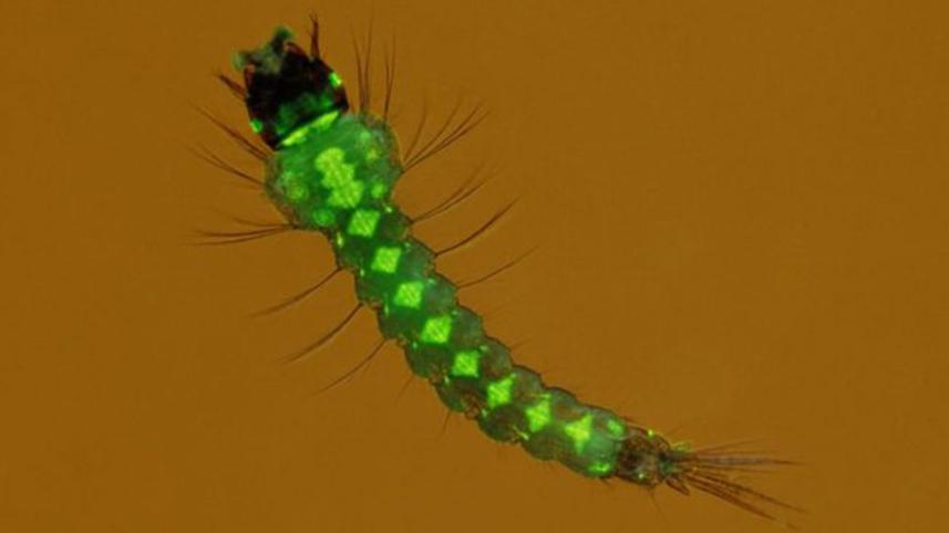 mutant-mosquitoes-2.jpg-web.jpg