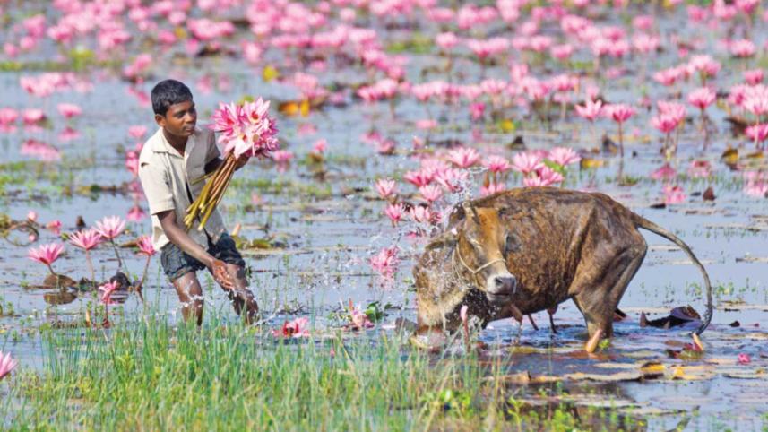 My Bangladesh