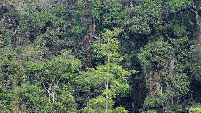 One-of-the-last-mature-forest-patches-of-CHT_Sayam-U-wbn.jpg