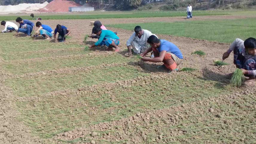 onion_farming_2.jpg