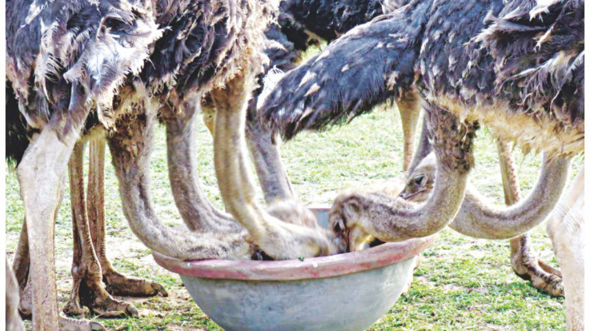 ostrich.jpg