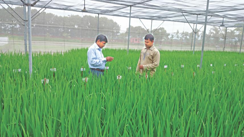 paddy field.jpg