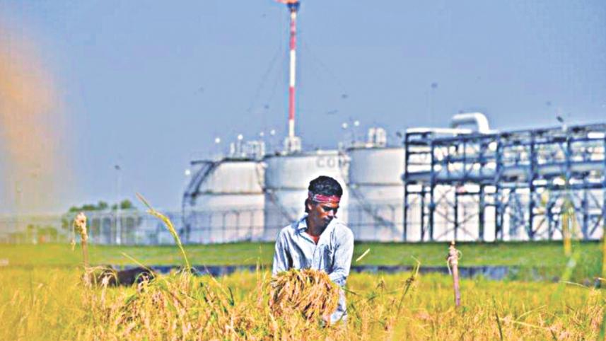paddy field.jpg