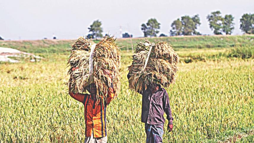 paddy field.jpg