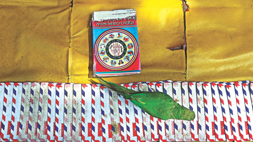 parroting_2.jpg