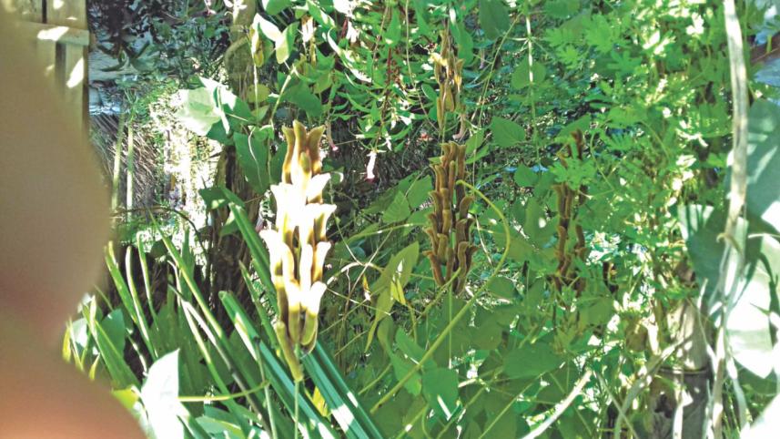 plants_2.jpg