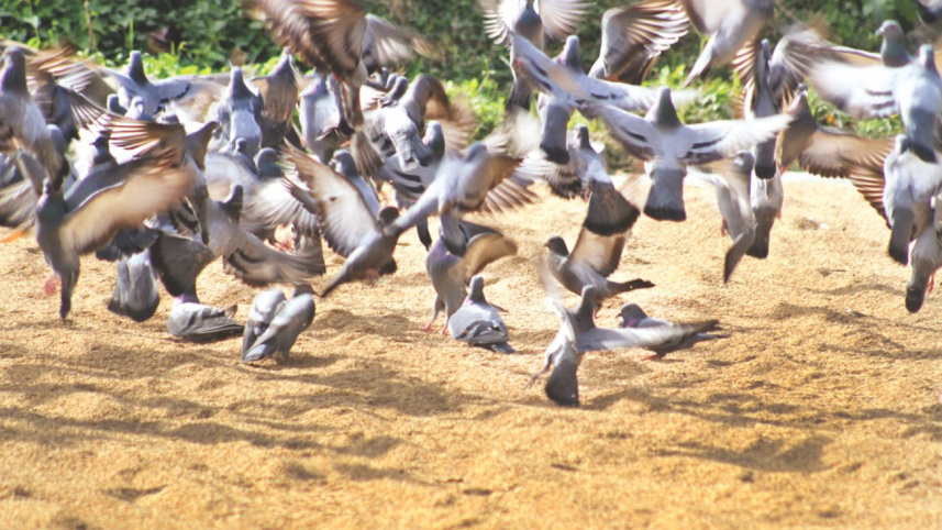 Pigeon