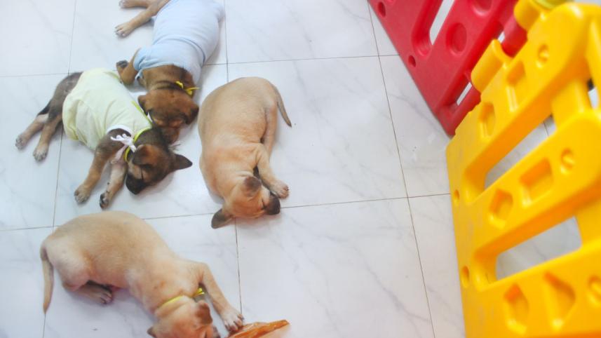 puppies