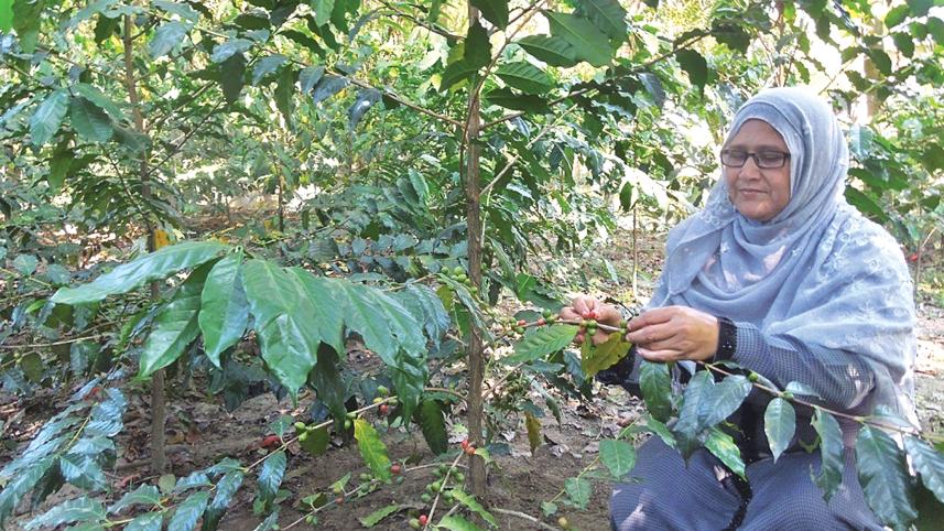 ripe-coffee-beans-2.jpg