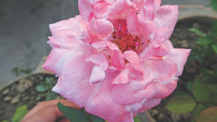 saga_of_roses_3.jpg