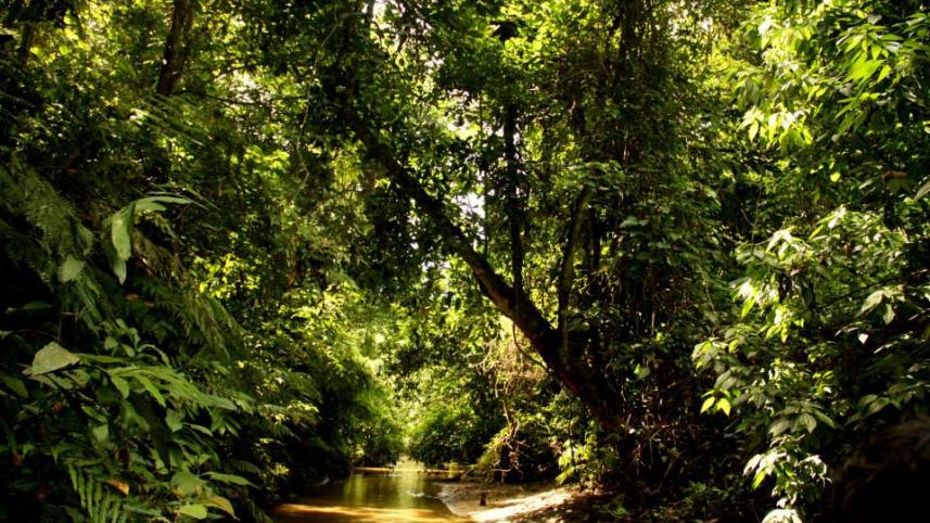Satchari National Park boasts of diverse flora and fauna making your trip a memorable one. 