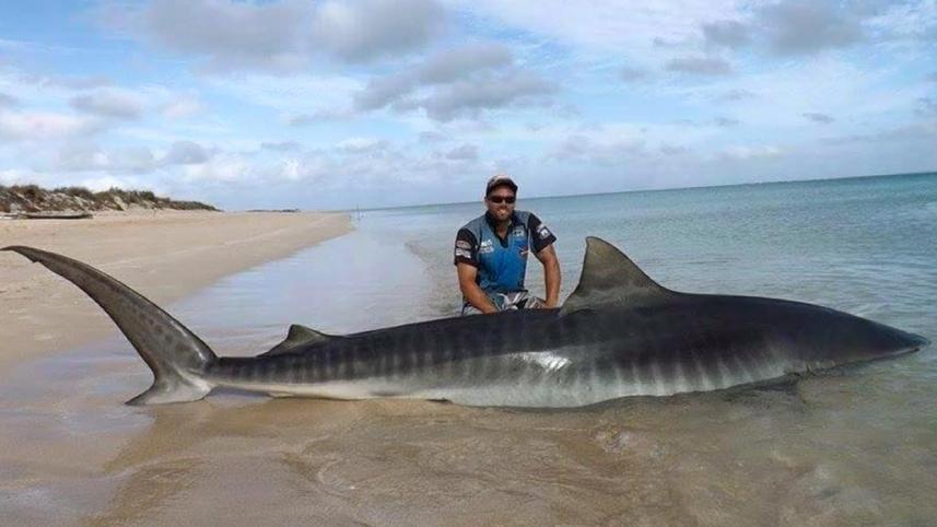 Shark-2-web.jpg