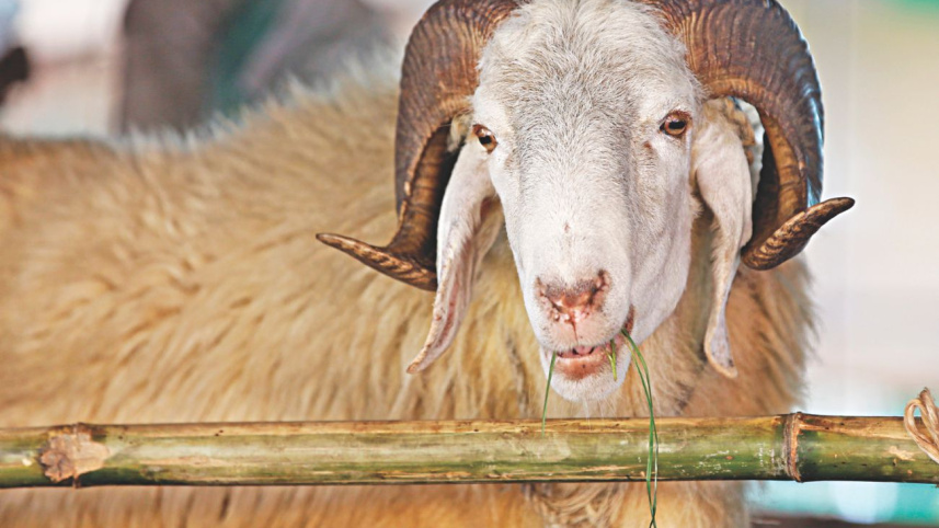 sheep.jpg