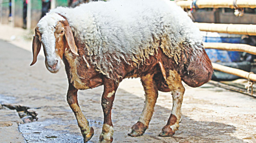 sheep1.jpg