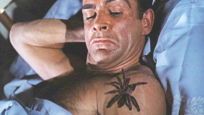 spider