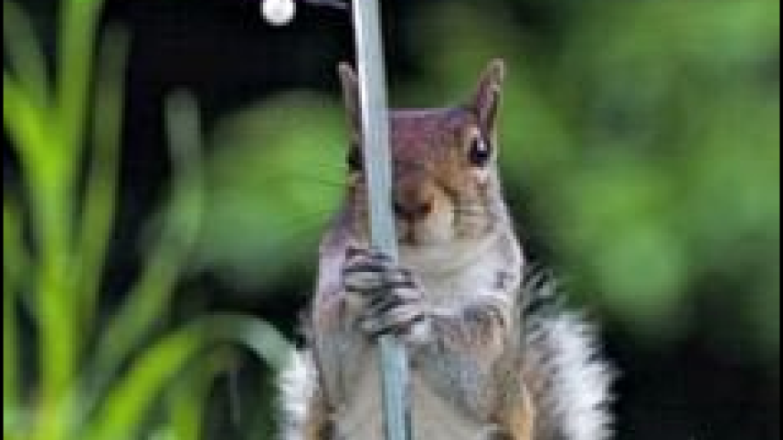 squirrel 1.PNG