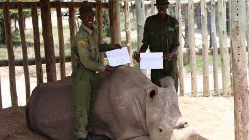 Sudan--Rhino--2-new.jpg