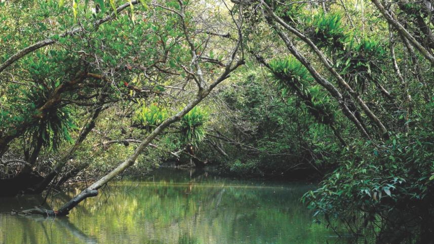 sundarbans 10.jpg