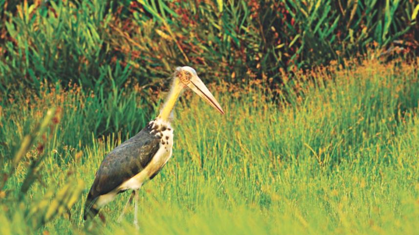 sundarbans 2.jpg