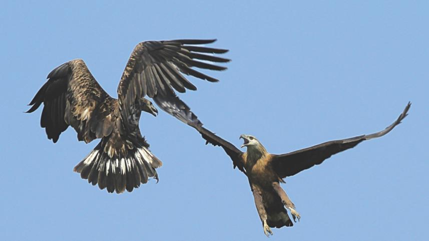 sundarbans 5.jpg