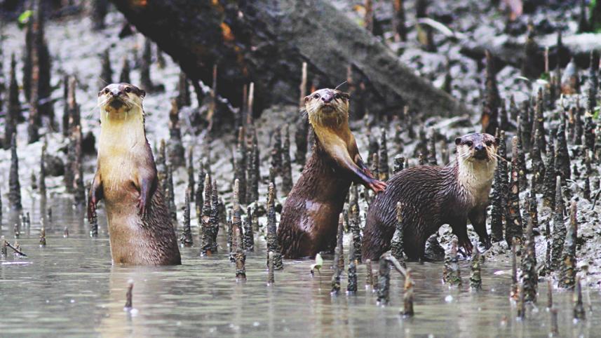 sundarbans 6.jpg