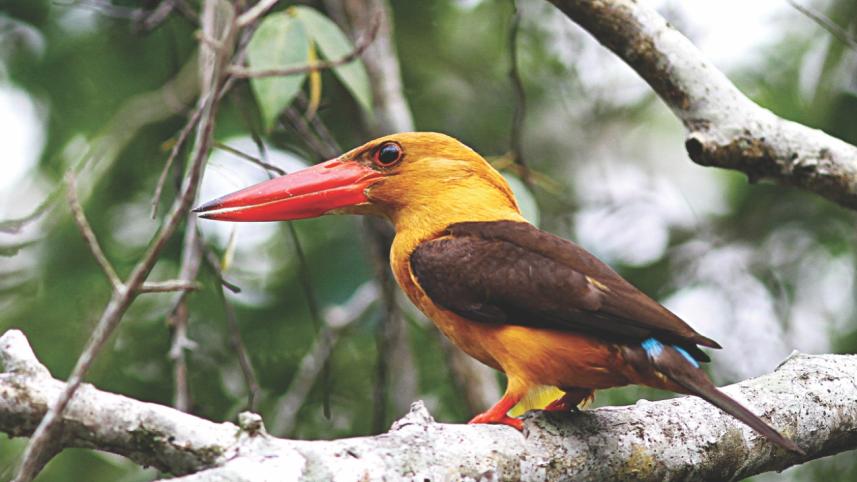 sundarbans 7.jpg