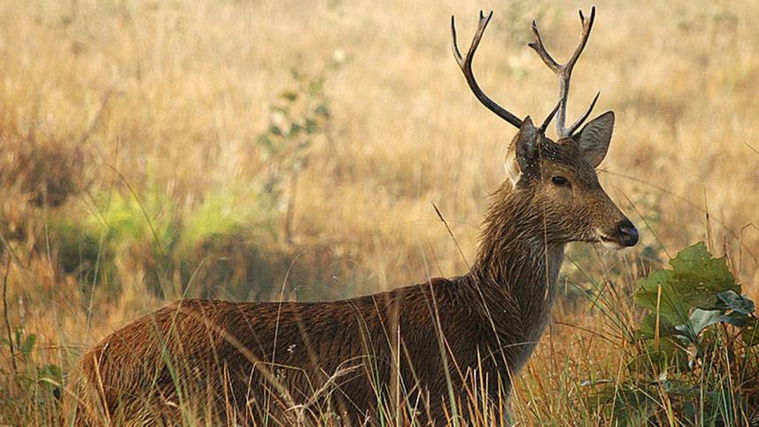 swamp deer.jpg