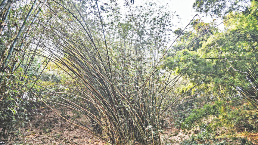 tallest_grass_2.jpg