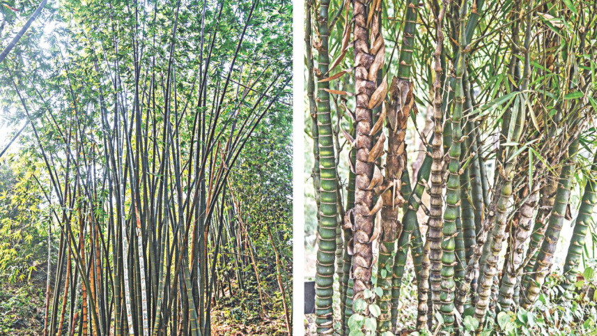 tallest_grass_4.jpg