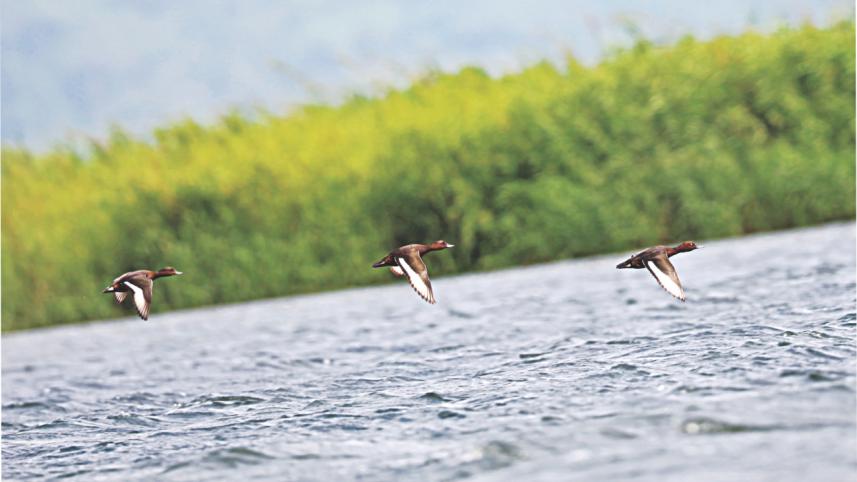 Tanguar Haor