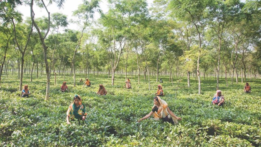 tea garden