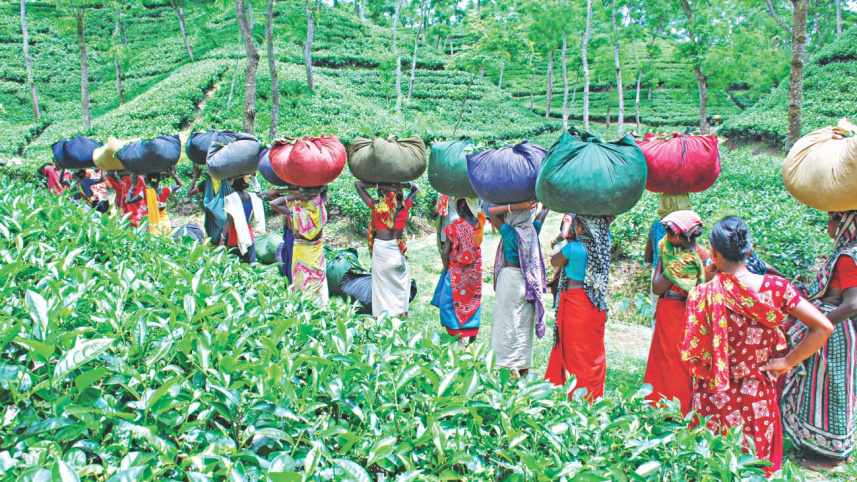 tea_gardens_brewing_discontent4.jpg