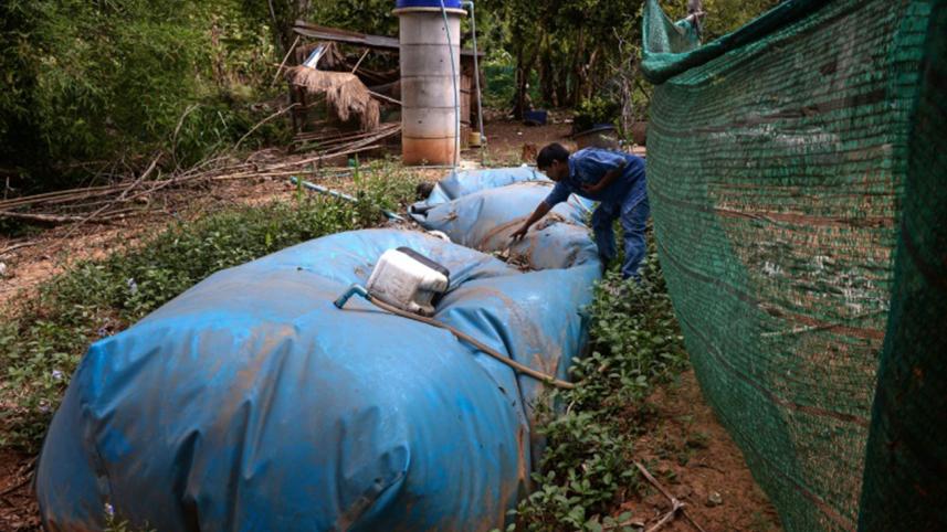 Thai village,using poop,generate power,renewable energy,green technology,environment friendly,energy crusaders,afp