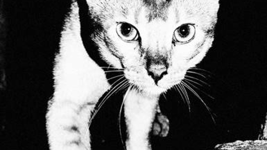the_pussy_cat.jpg