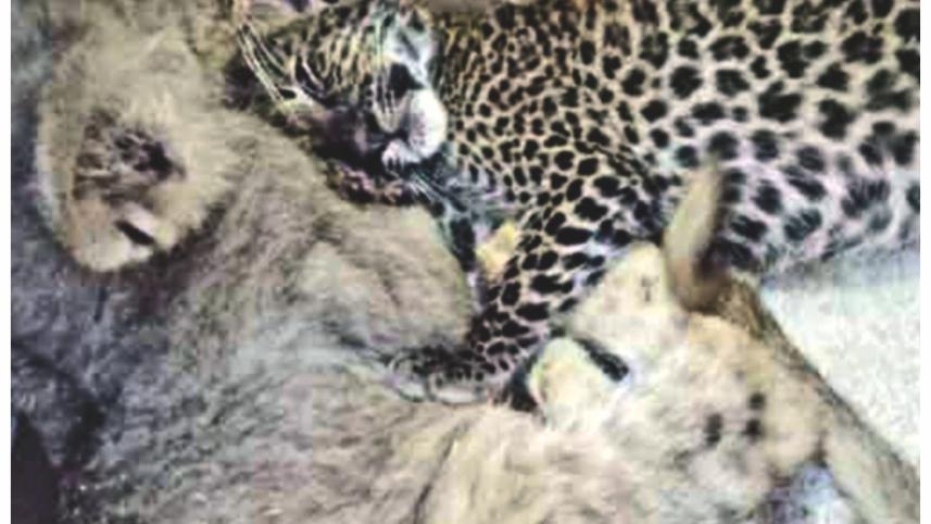 tiger_2.jpg