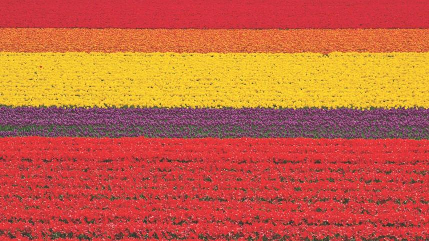 Tiulip