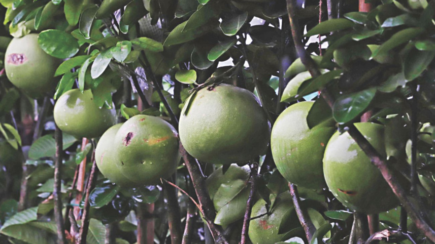 tree_fair12.jpg