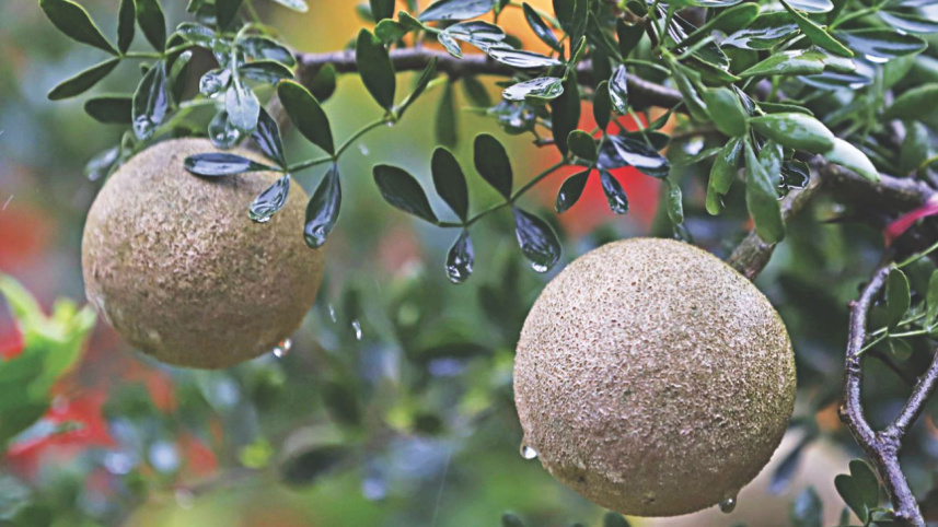 tree_fair8.jpg
