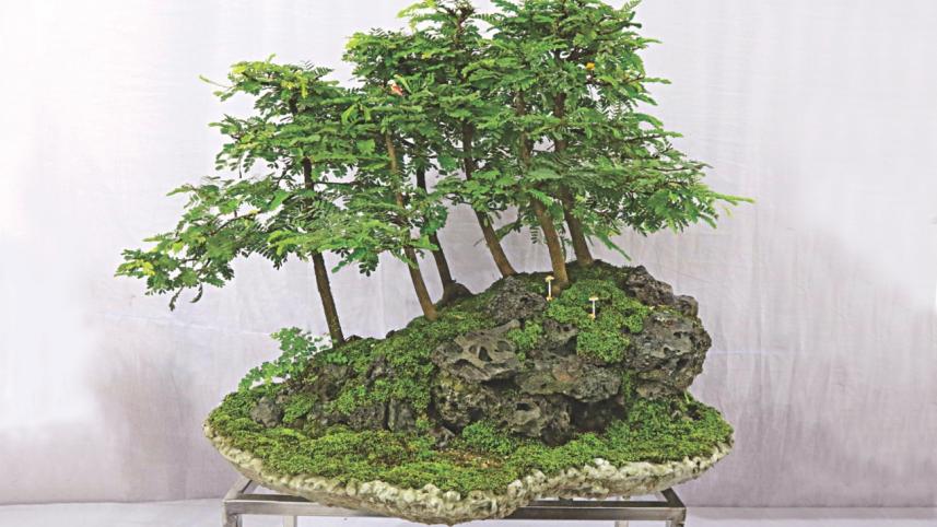 tree plant 6.jpg