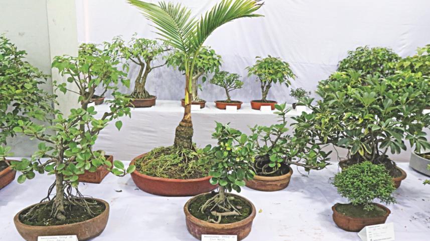 tree plant 8.jpg